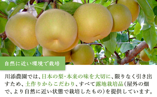 川添農園では味を大切にしている為すべて露地栽培品を提供しております。