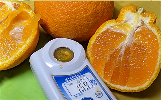 糖度がビックリするほど高い。
平均で１４～１５度以上あり１８度のモノもあります。