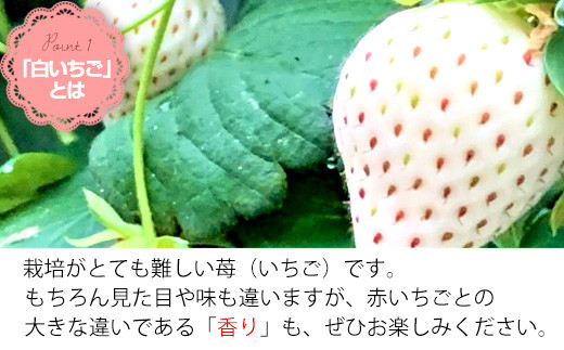 白いちごは栽培が難しく、とても貴重ないちごです。
赤いちごとの香りの違いも、ぜひお楽しみください。