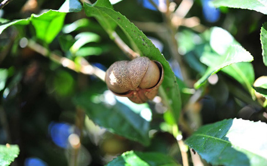 ※ソープナッツ
石鹸とブレンドすることでより肌への負担を抑えながらも
高い洗浄力を作り出しています。