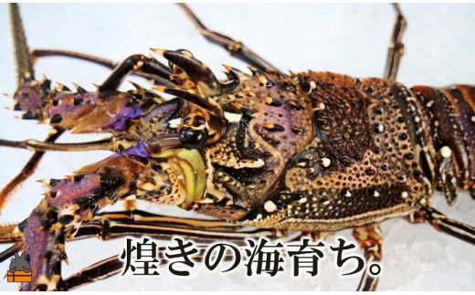 きれいな海でそだった新鮮な伊勢海老をすぐに冷凍にしています。