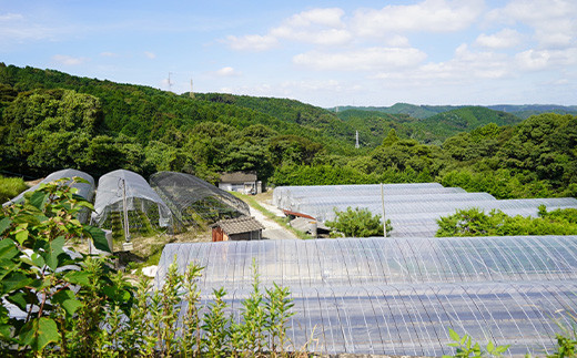 佐賀県唐津市の自然いっぱいの中で育てています。
