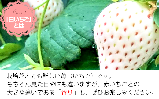 白いちごは栽培が難しく、とても貴重ないちごです。
赤いちごとの香りの違いも、ぜひお楽しみください。