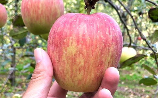 皆さまに自然の魅力・貴重な体験を楽しんでいただきたいので、フルーツ狩りができる観光農園もおこなっています。