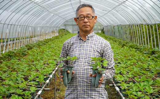 唐津市で苺の生産に向き合い30年以上、試行錯誤し濃厚で甘い苺が出来ました。皆様にお召し上がりいただけると嬉しいです。