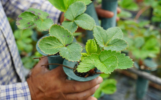 自然を相手に失敗と成功の中で、大切に育てています。