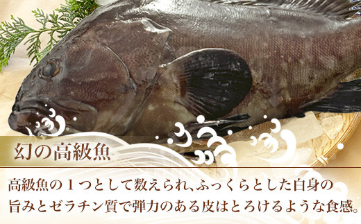 九州佐賀県の豊かな海で育った「幻の高級魚」
クエをしゃぶしゃぶ用でご用意しました。