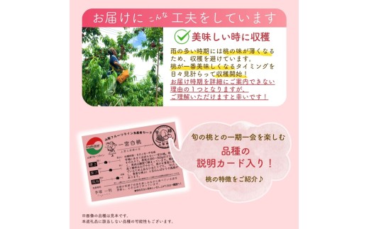 富士の見えるくだもの畑から、朝もぎ直送いたします。