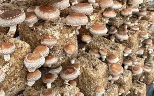 乾燥しいたけは、煮物には丸ごと、炒め物にはスライスと、
お料理に合わせて使い分 けいただけます。