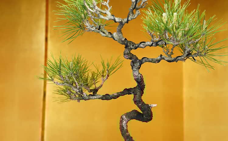 盆栽　赤松 sd2_083111b6e75c5ee52100e849ea