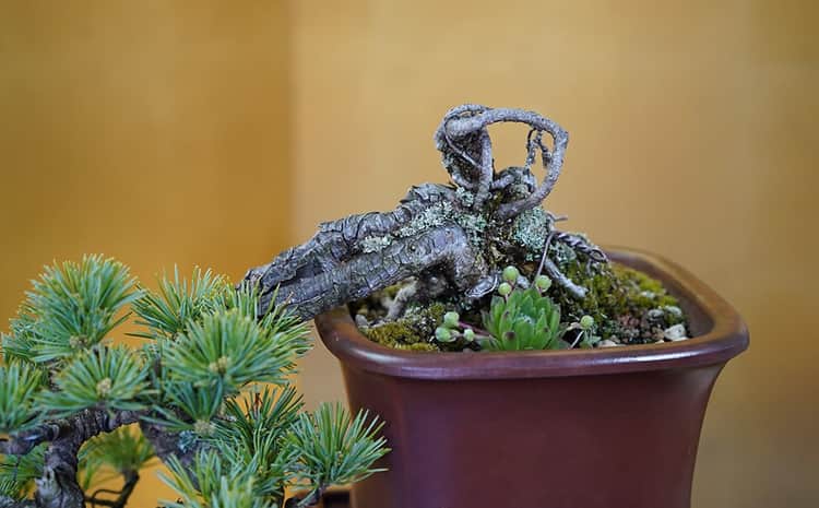 超逸品 五葉松 葉性抜群 太幹 超整 模様木 樹高56cm 盆栽 大品盆栽