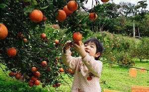 糖度の高いたんかんは子どもたちも人気です。