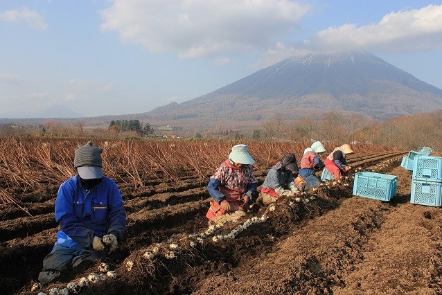 真狩村は名峰「羊蹄山」の麓にある小さな村