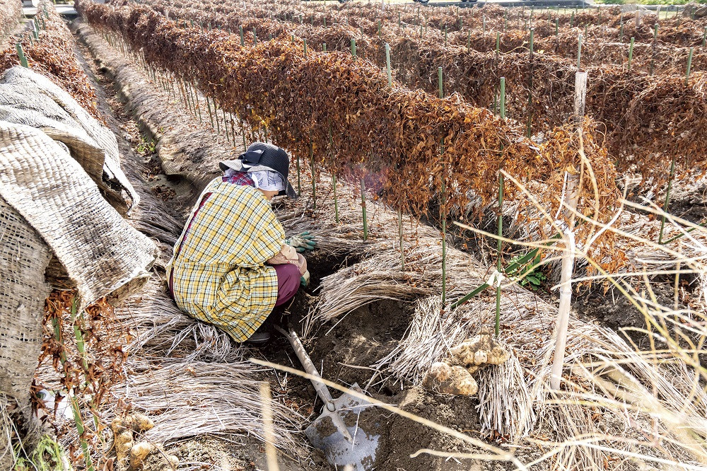 秋を迎え、葉やツルが枯れてきたら収穫時