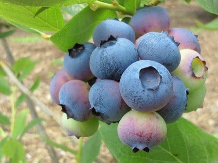 甘酸調和の大粒ブルーベリーを朝穫り！！