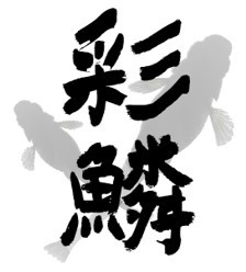 提供:彩鱗めだか