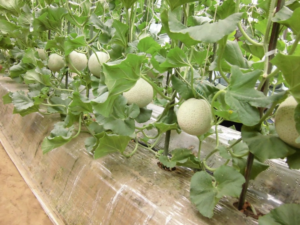 長生メロンのおいしさのヒミツ!!