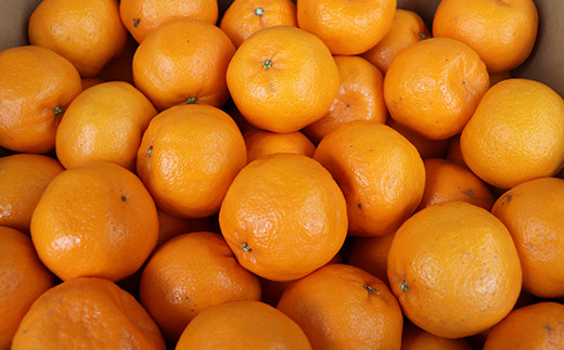 【２月】「青島みかん」と「ぽんかん」