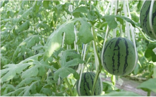 スイカ栽培では全国的にも珍しい立体栽培(空中立体栽培)