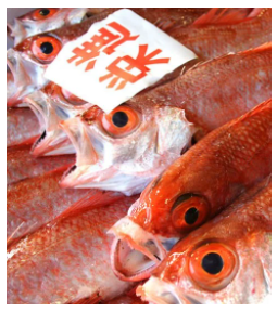 大田市ののどぐろ