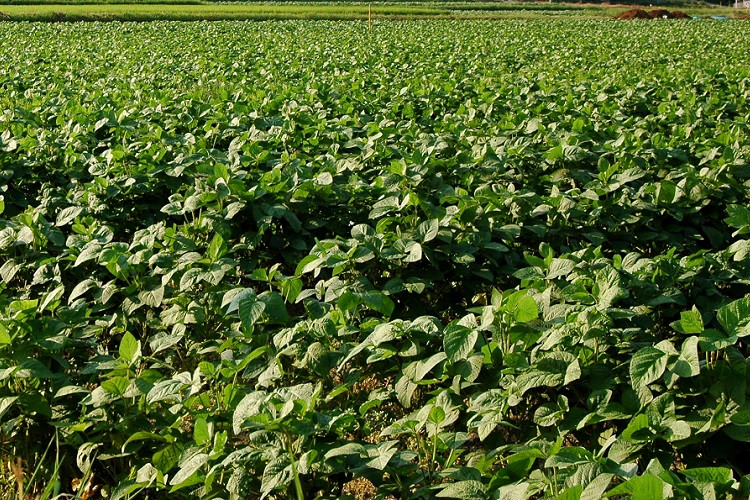 京丹波町では、黒大豆畑が広がっています。