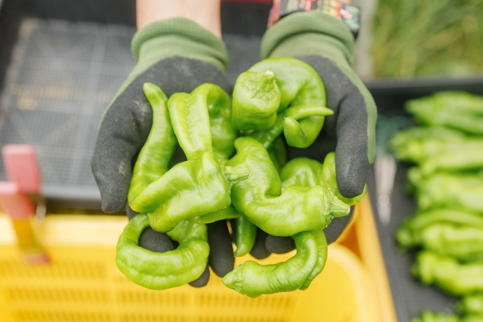 規格外となった万願寺とうがらし