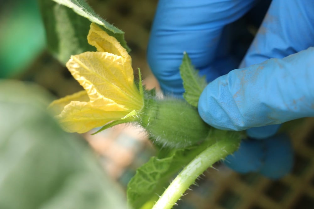 厳しい冬を乗り越え雌花の下がふくらんで♪