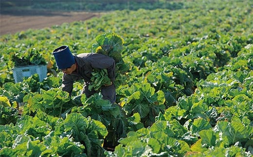 北には筑波山、東には牛久沼が見えます