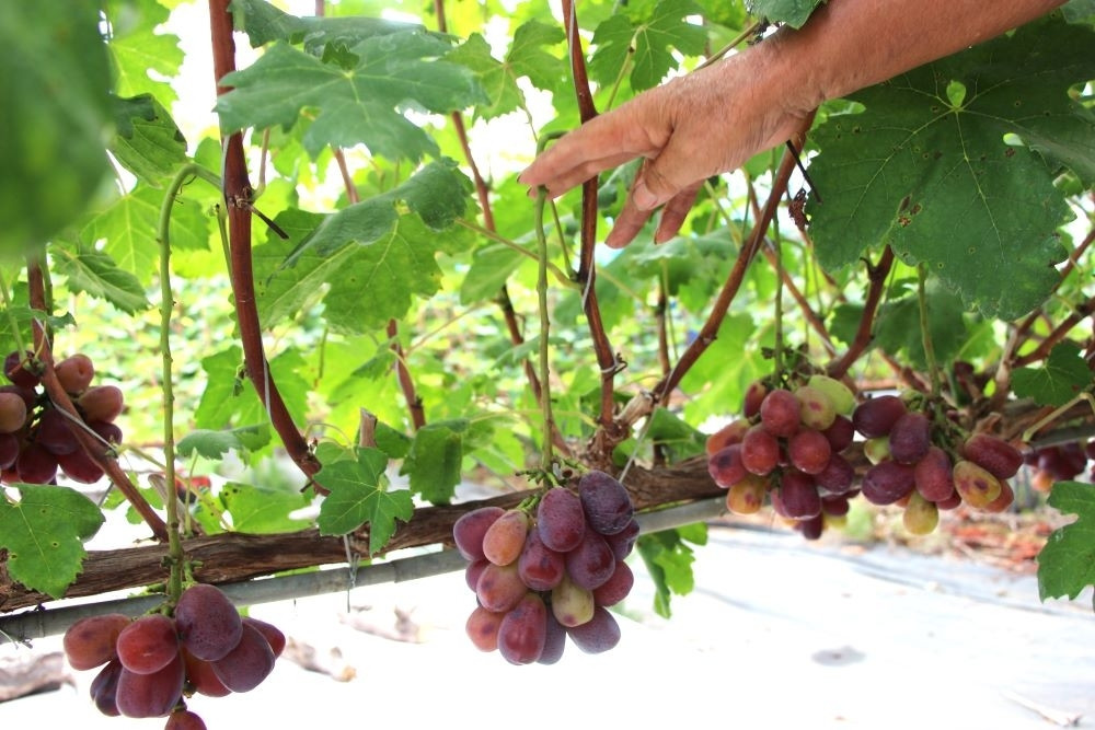 低い位置の棚づくりは枝の管理や収穫もしやすい