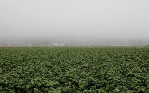 丹波霧に包まれる黒豆畑。