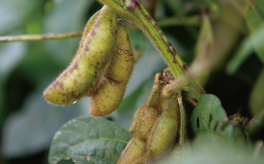 茶色の斑点や黒っぽい模様は 美味しさの証