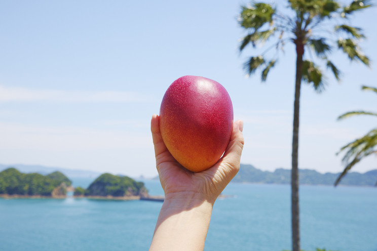 宮崎県日南市はマンゴーの名産地。