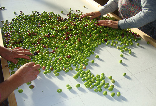 選果作業 傷などないか厳しく選別