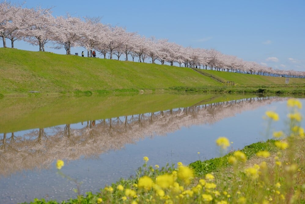 おの桜づつみ回廊の逆さ桜