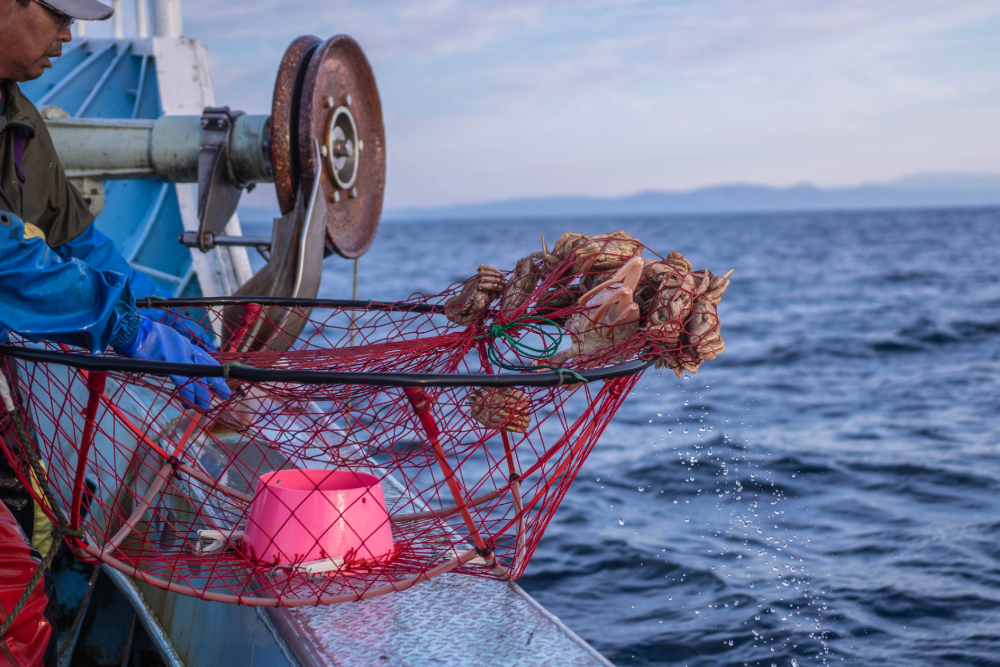 毛がに漁の様子