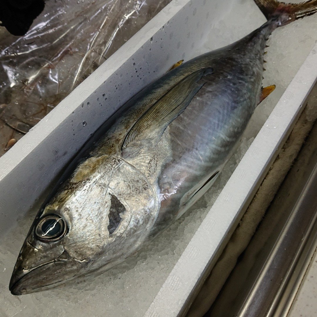 008 57 鹿児島近海キハダマグロ1尾 鹿児島県南九州市 ふるさと納税 ふるさとチョイス