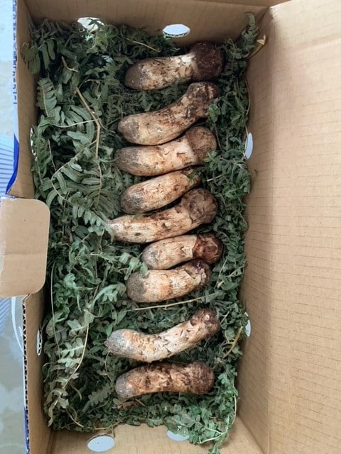 期間限定】岩手県産 天然松茸 約200g 北三陸 【数量限定】 国産 訳