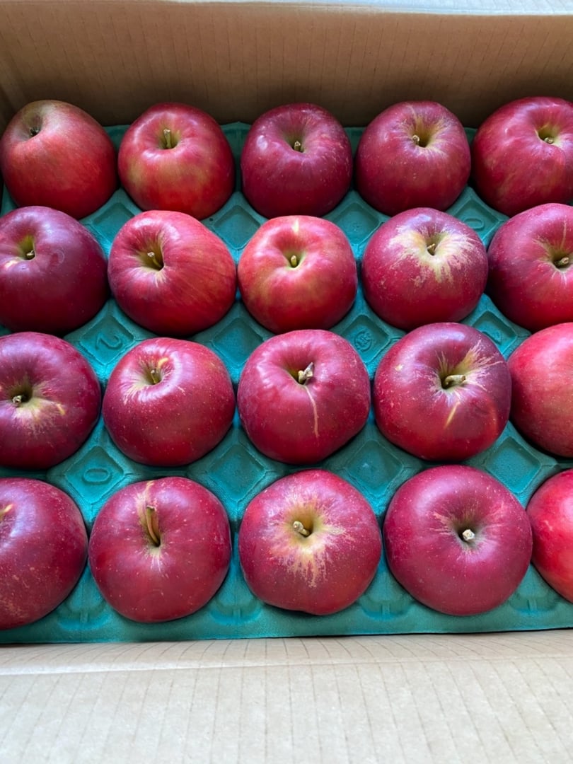 りんご【紅玉】20～28玉（約4.5kg）【2024年産・先行予約】 - 青森県三 