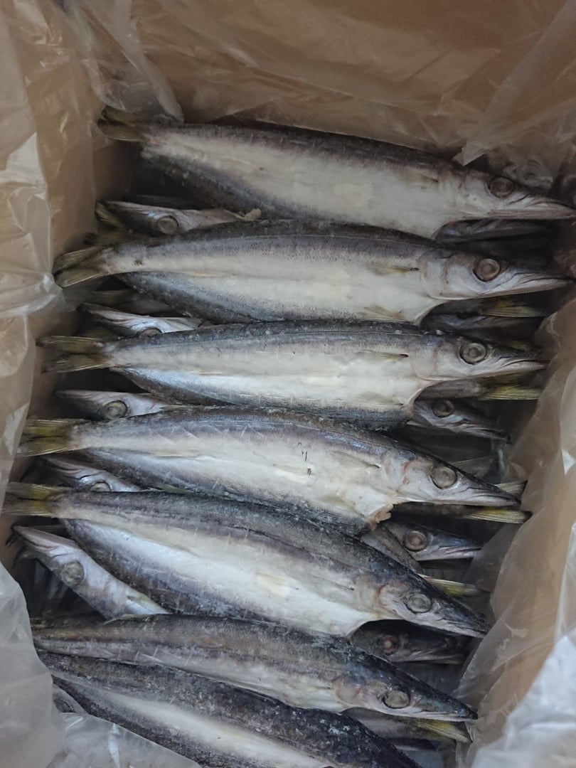 なくなり次第終了 贅沢600g 天然まぐろ中トロ入り！まぐろ福袋（天然まぐろ赤身、中トロ、天然メバチまぐろネギトロ）各200g (天然まぐろ 天然 マグロ まぐろ 鮪 刺身 刺し身 海鮮丼 手巻き寿司 トロ 贈り物