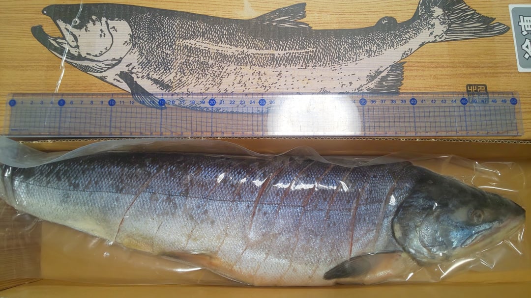 A4-025】北海道産新巻鮭（オス）切り身姿づくり 約2.3kg - 北海道北見市｜ふるさとチョイス - ふるさと納税サイト