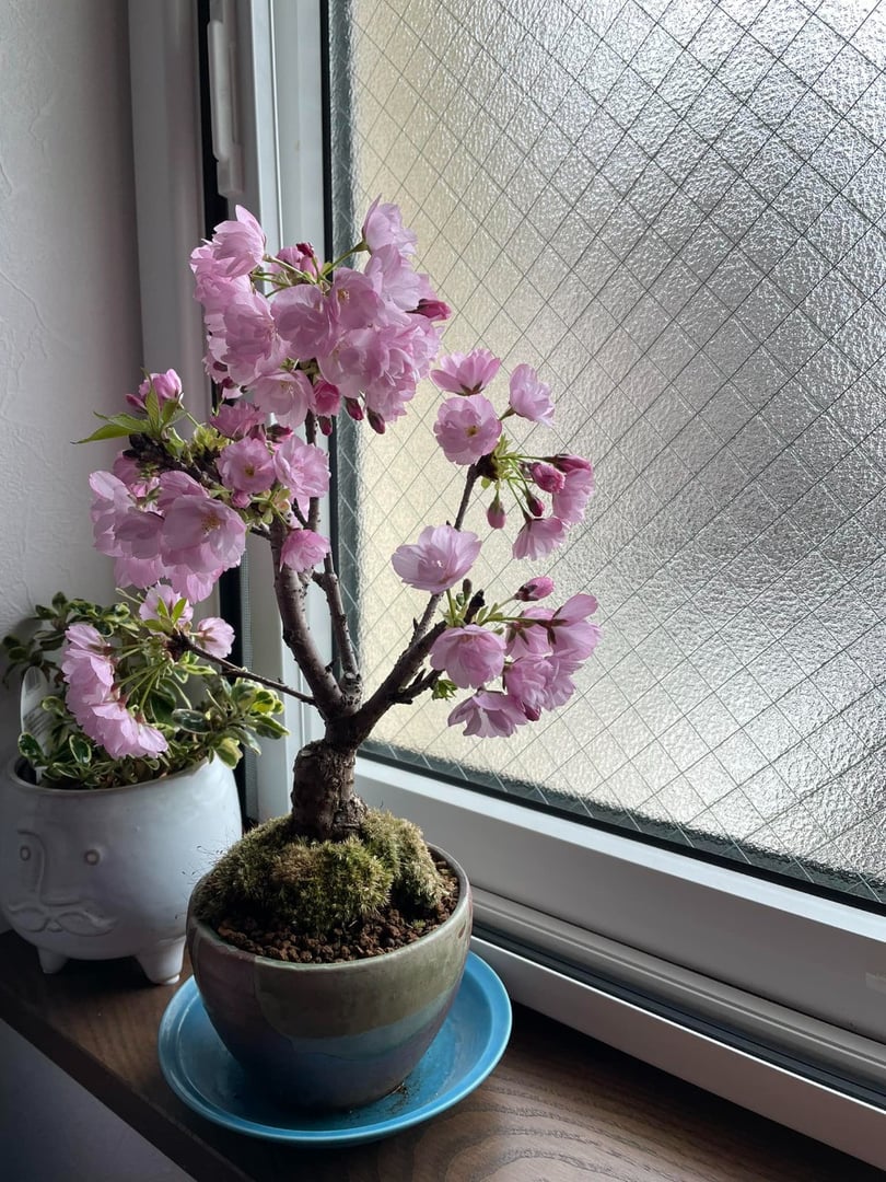 【季節限定】桜盆栽 [1122]