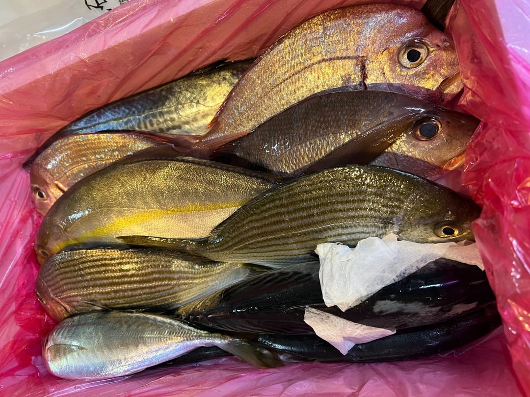 船上 神経締め 鮮魚 ボックス 】朝獲れ 直送 大漁コース!! 冷蔵 魚種お任せ 水揚げ 鮮魚 海鮮 魚介 産地直送 新鮮 天然 魚 詰め合わせ -  高知県須崎市｜ふるさとチョイス - ふるさと納税サイト