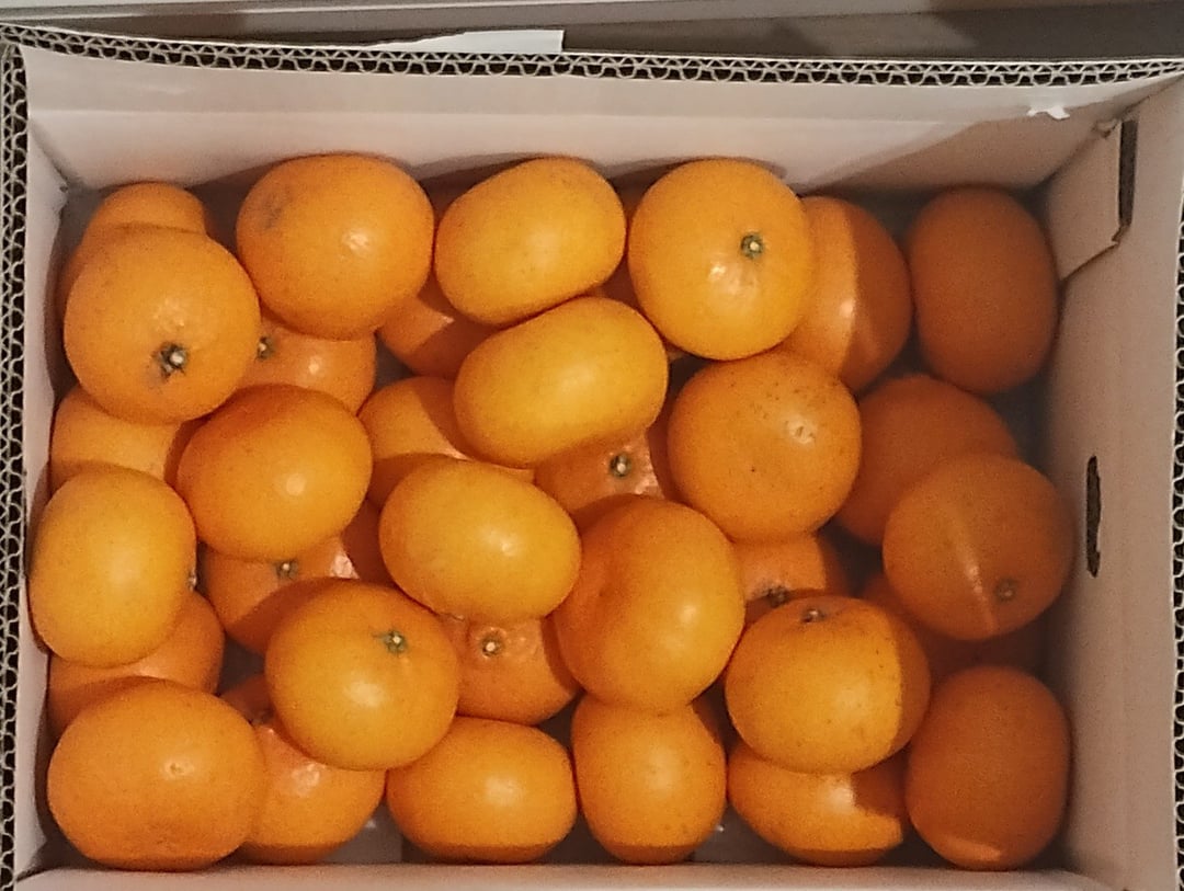 愛媛が誇る 高級みかん 希少品種 / 訳あり 甘平 (かんぺい) 3kg 愛媛が誇る 高級みかん 希少品種 / 訳あり 甘平 (かんぺい) 3kg