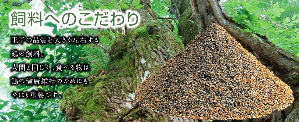 あさひのギフトセット（２５）【えごま玉子 6個入り プリン 無添加 3個 茶碗蒸し 3個 味付けたまご 1パック 厚焼たまご 1パック 玉子とうふ 1パック えごまドレッシング 1本 卵】