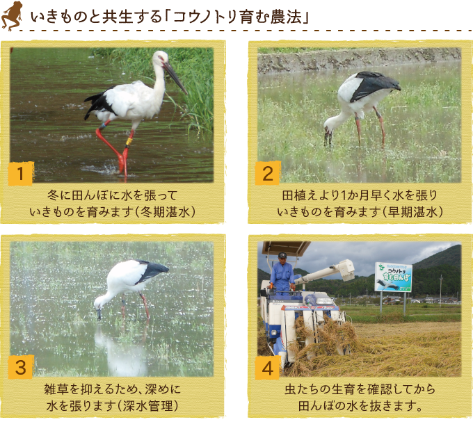 先行予約 令和8年産 新米 無農薬 有機JAS認定米 コウノトリ育む田んぼのお米 15kg(5kg×3袋) 【 先行予約 令和8年産 新米 有機JAS 無農薬 オーガニック コウノトリ 安心 安全 コシヒカリ 15㎏ 村上ファーム 】