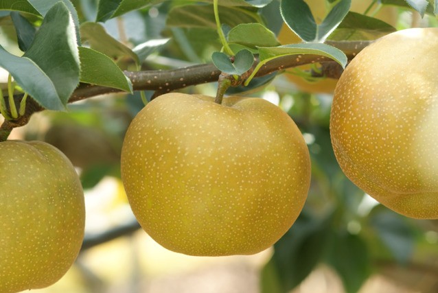 数量限定【定期便】鳥取県産 梨の食べ比べ 4種類コース【国産 秋栄 新甘泉 二十世紀梨 王秋 2026年 令和8年 新鮮 旬 フルーツ 果物 くだもの 人気 おすすめ 鳥取県 琴浦町 送料無料】