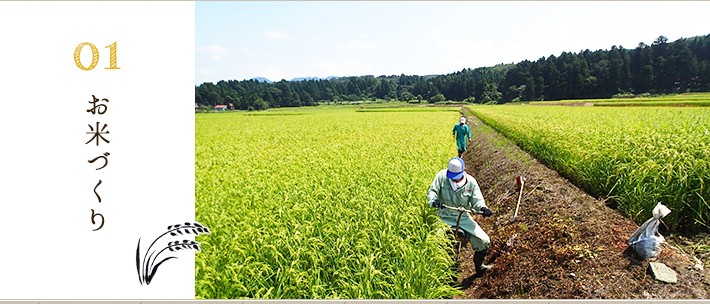 【令和7年産米】真空パック 特別栽培米 新之助 無洗米 10kg（5kg×2袋） 山波農場のお米 新潟県産 [Y0593]