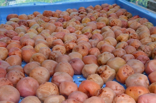 お漬物セット(9~10種類)