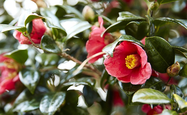 【自然派化粧品・クーネ】リップ&スキンバーム