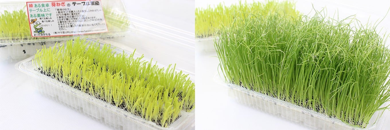 【農薬未使用・無添加】芽ねぎセット(5パック&栽培キット&にんにく新芽と海苔の佃煮)